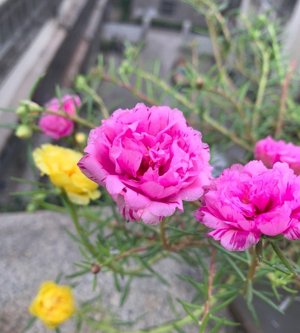 浇水|夏天养太阳花，记住3招，花苞更多，花朵更大花色更艳