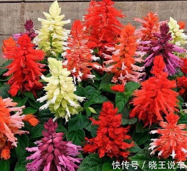 农历9月30日霜降后，养什么花？以下3种花，吉祥喜庆如意幸福