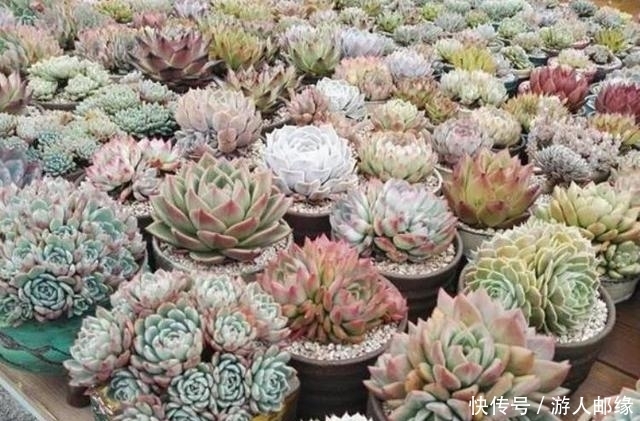 农村露养的多肉,同学5招养成“胖美人”状态棒棒哒