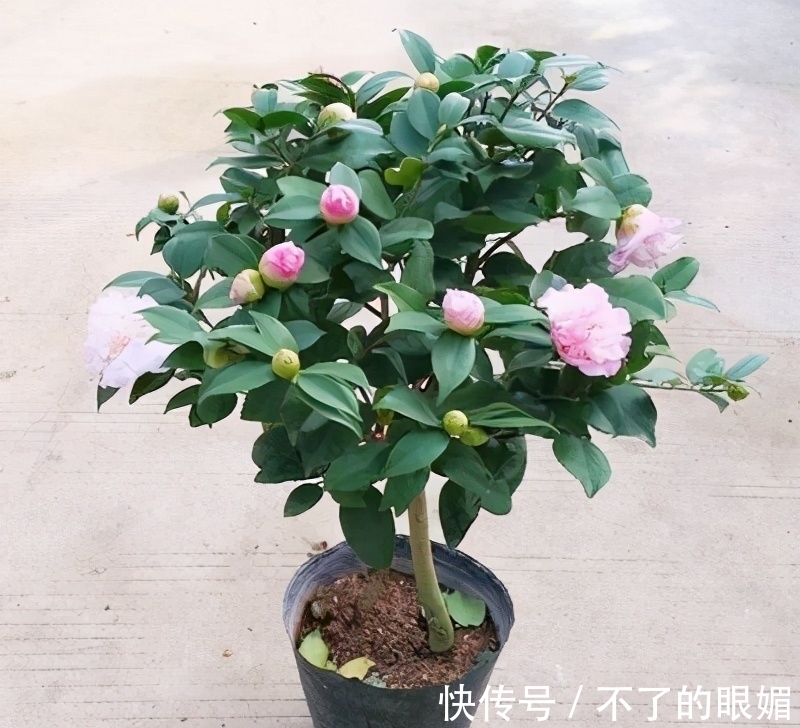 桔子皮|桔子吃了,不要把桔子皮扔掉了,桔子皮有很实用的用处,快学起来