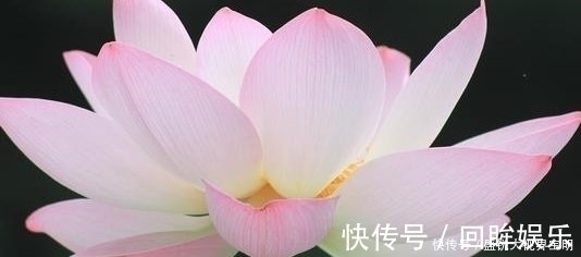 菡萏!荷花有33个名字,不说不知道,12首经典古诗词,都是写荷花的