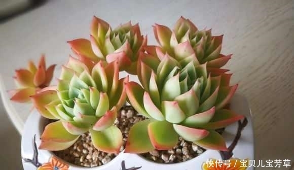 用了这3料,多肉入秋一个多月,被养成小胖子