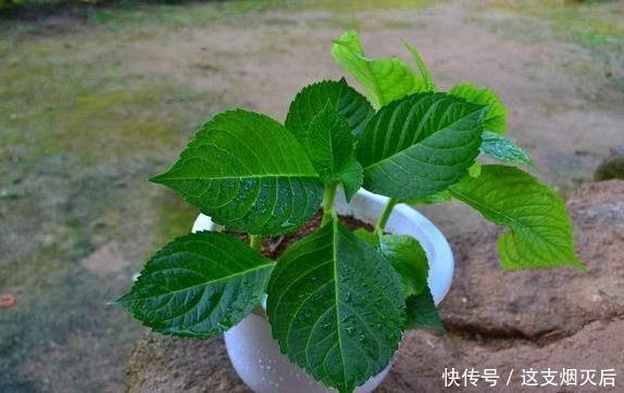 现在扦插此4种花,一周就长芽生根,一棵变多棵,成养花大户了