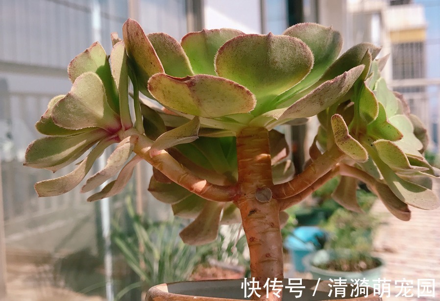 夏季|夏季养殖多肉法师,多注意这3点,植株长得壮实,更易出状态