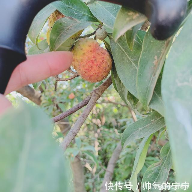秋韵#【七绝·秋韵】清风伴我不孤行,晨起轩窗有鸟鸣