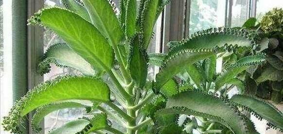 吊兰|这2种花,碰掉个叶子掉盆里,自己长1盆,比绿萝吊兰好养100倍