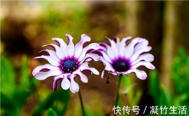 迷人|4种花超有仙气的，迷人的花朵色彩斑斓，颜值超高的
