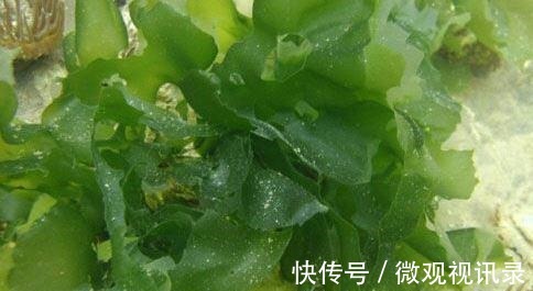 大救星|它是子宫肌瘤的“大救星”, 多吃活血暖宫, 子宫健康家庭幸福!