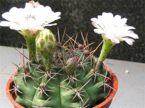 养花试试这几款,娇小玲珑,四季开花不停,给点阳光就灿烂不断