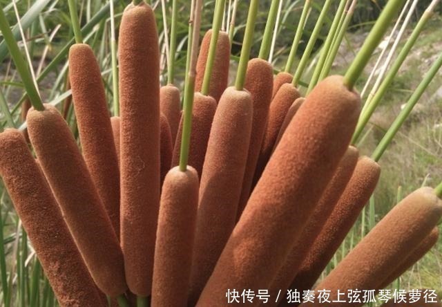 香蒲草|1种野草像“香肠”,若在池塘边看到它,请爱惜,珍贵、有价值!