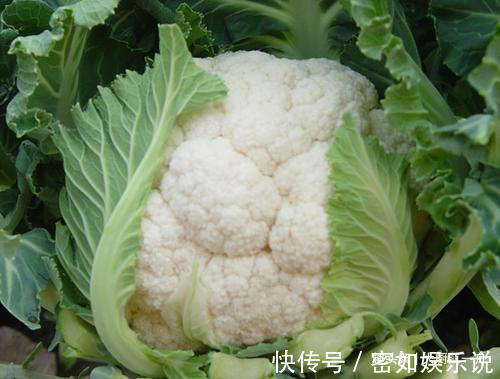 盐水|炒花菜时，只用盐水洗等于吃虫卵，大厨教你1招，虫卵自动跑光