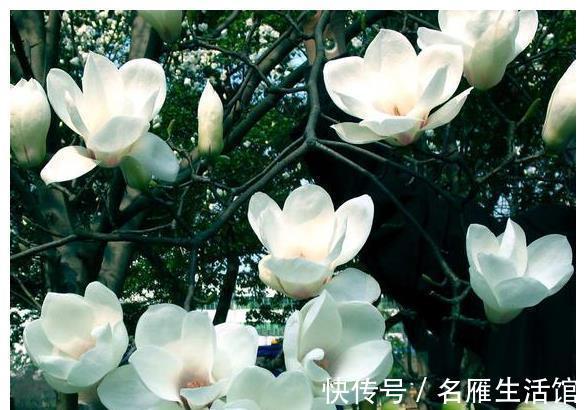 北方地区|4种“漂亮花”,能活一百年,长寿又富贵,越养越值钱