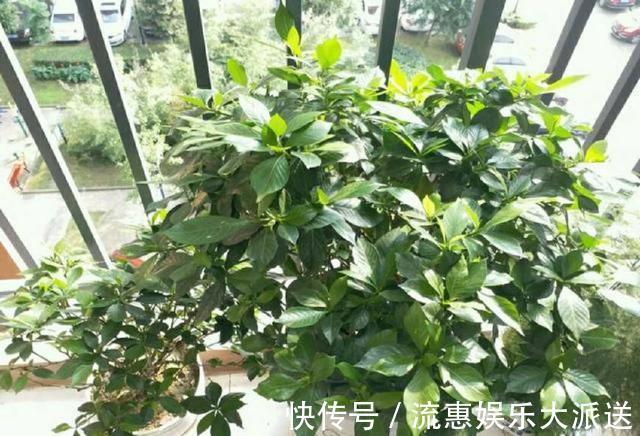 温湿度|封闭的阳台养花有妙招,养护一年的文竹怎么发新芽
