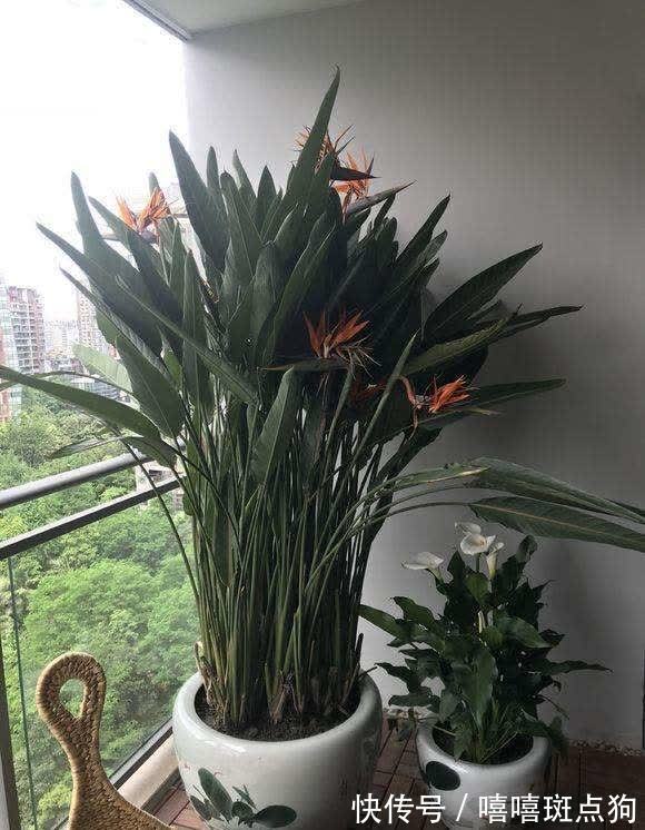 室内想养大盆镇宅花,建议从这10种里面选,听名字就很霸气
