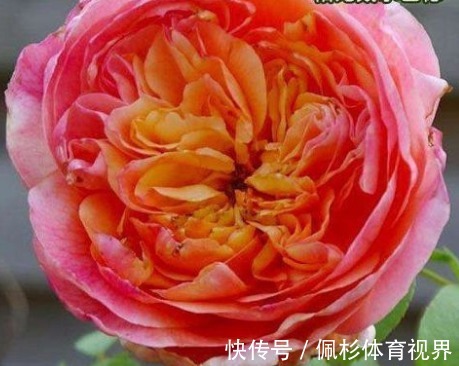 新手养花，不如养盆花中精品“戴尔巴德”，花型丰满，丰腴婀娜