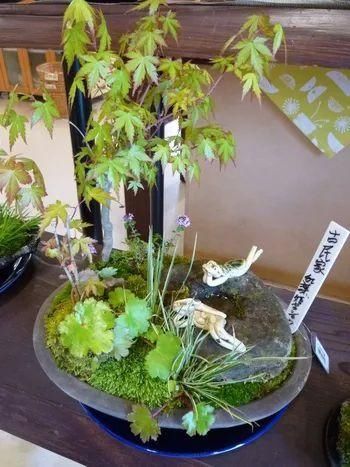 山野草，也高雅！