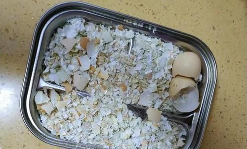 花卉|鸡蛋壳养花,用好了才是花肥,用不好,养一盆死一盆!