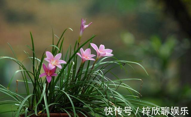 风雨兰这样养护,生长速度快开花美丽,能一直开到11月份