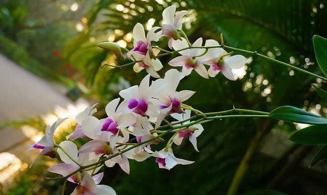 15种耐阴花,室内光照不足,照样花开不断!