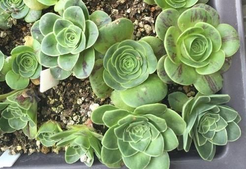 这3样冷门多肉花头似玫瑰，漂亮好打理，价钱还不贵