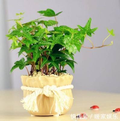 四季海棠|秋天适合种什么花这7种好看又好养的花,总有一种适合你!