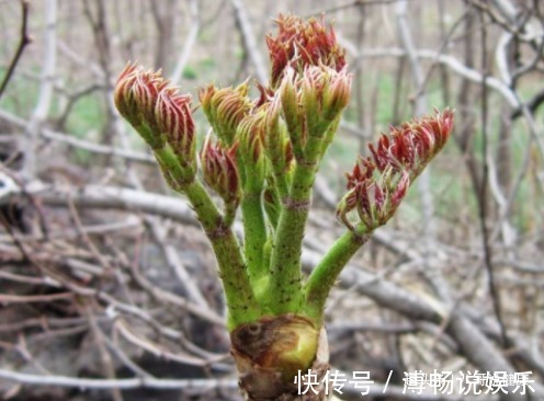 入药|农村此树上的嫩芽，比香椿好吃100倍，入药煎水服，可治胃溃疡