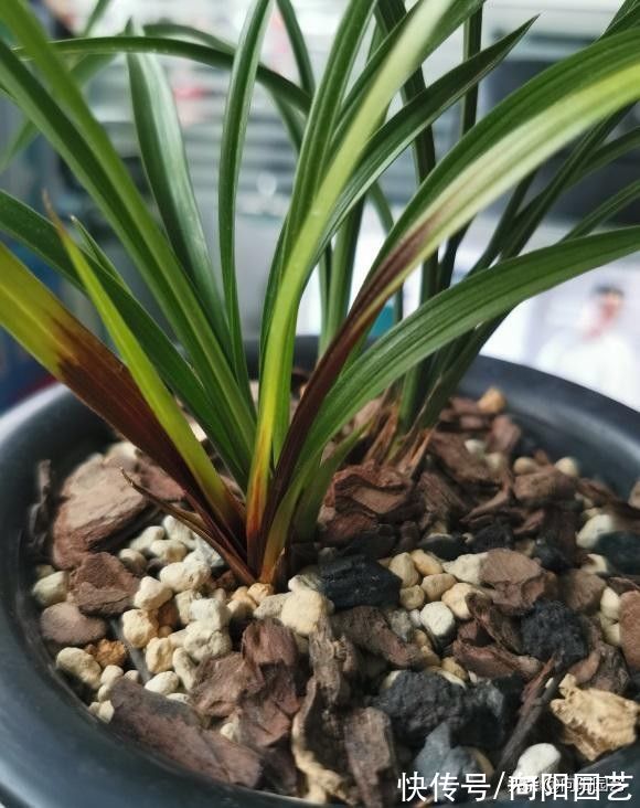 养好兰花，秋天是关键，换换花土，增加光照，花芽分化速度快