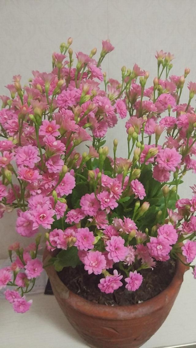 蟹爪兰|长寿花和蟹爪兰可以做邻居吗原来这么“养”，枝叶茂密花开不断