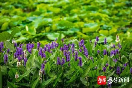 花卉|玄武湖水生花卉盛开，夏天的味道越来越浓