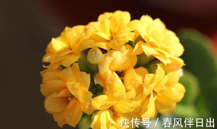 花友|长寿花立秋后养护有讲究,浇水施肥都不能急,把握好时机才能爆盆