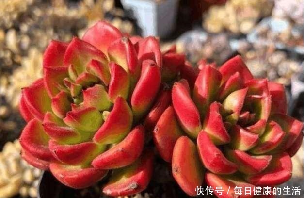 多肉惯着养,早晚变成“大白菜”,饥渴3个月,状态美成仙!