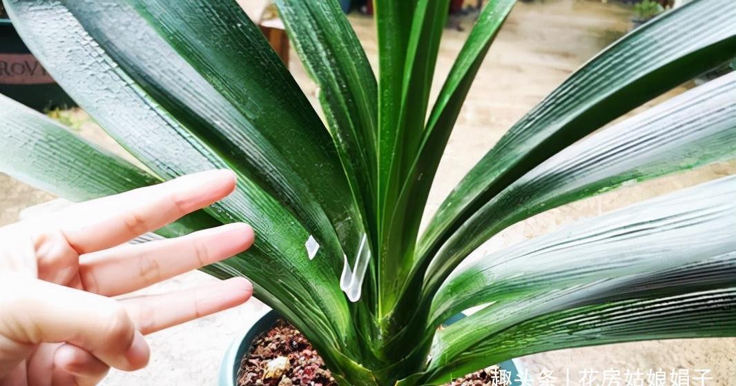 植株|君子兰在花盆里头重脚轻站不稳,别忽视,原因简单危害却很大