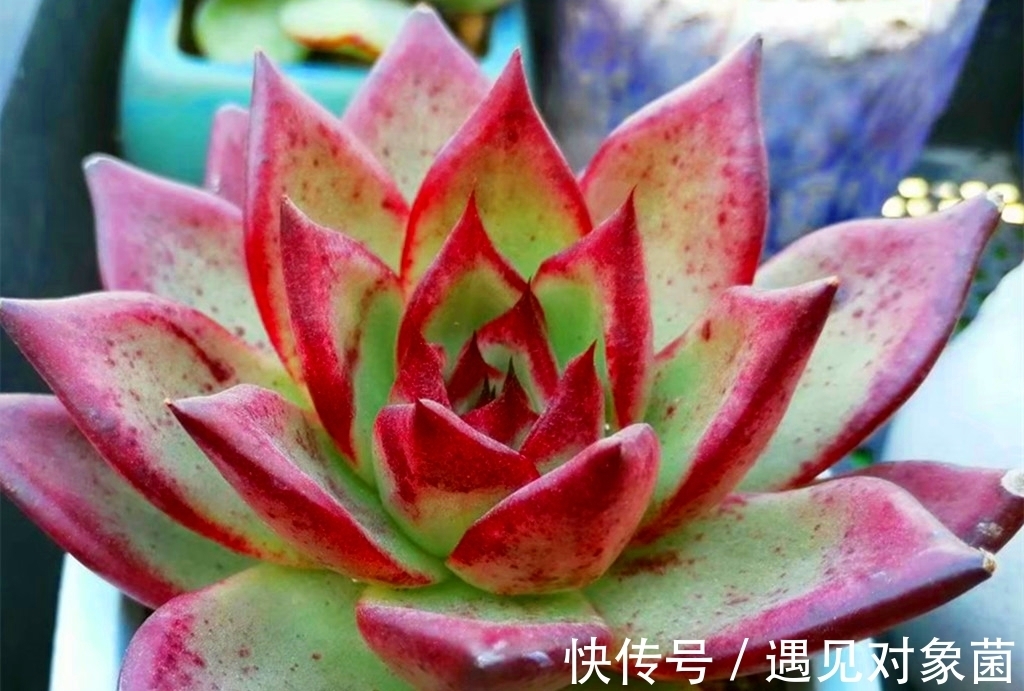 肉友们|为什么养出来的多肉是猪肝色,有什么办法改善吗?办法还是有的