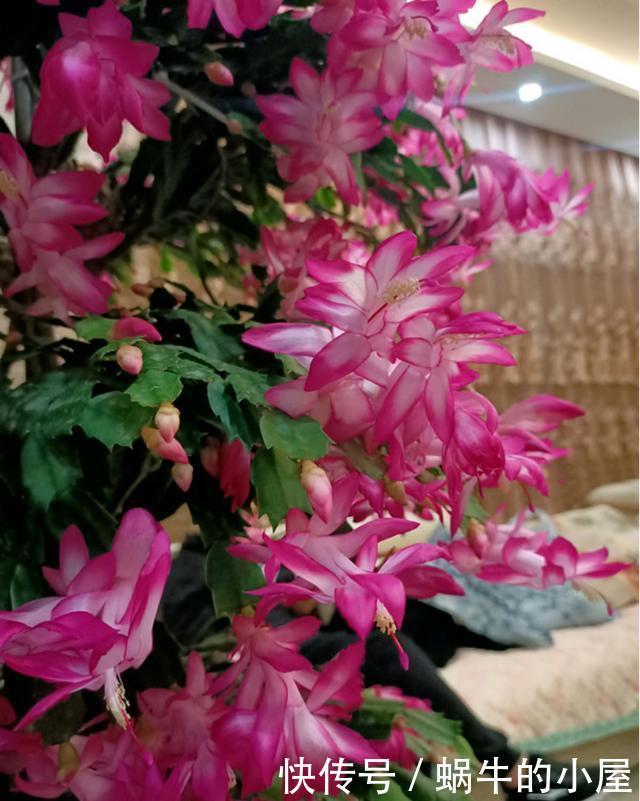 9种花不用花钱买,掐根枝条插土里,2周即可生根,好养易成活