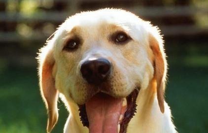 登鹳雀楼@女子被害,县官放风要当众审一条狗,众人大笑不已,后凶手落网