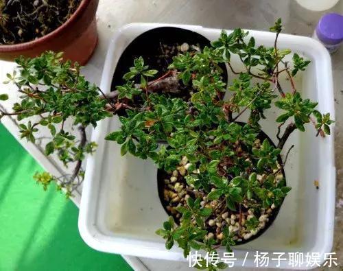 花儿|3种花是“醋坛子”,每周浇上1小勺,不烂根不黄叶,花开不停!