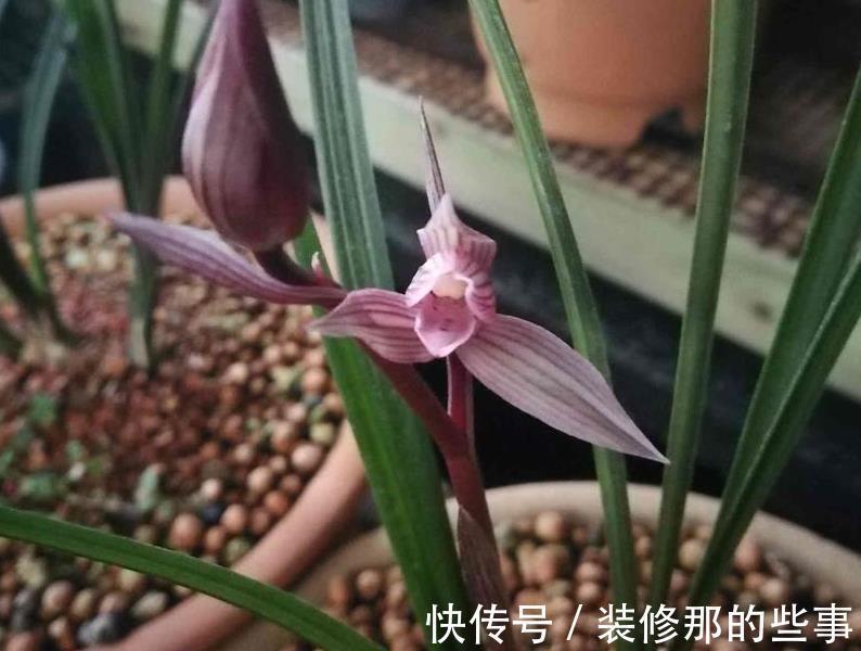 春剑红素之王:都江红素|春剑红素之王:都江红素,盆栽顾及到这些,品相完美,百看不厌