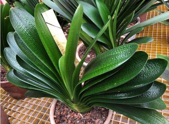 君子兰|君子兰迟迟“不开花”,埋上几块“它”,根壮叶多,开满花,喜庆