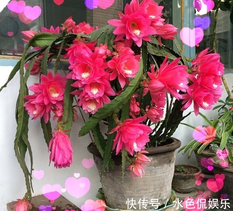 春天适合养“3种花”,立夏就“开花”,人见人爱,那叫一个美!