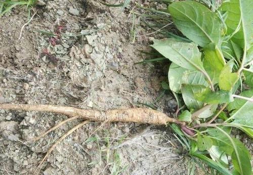 农村田里的“人参菜”,堪称“土宝贝”,根茎价值都高,一斤卖30