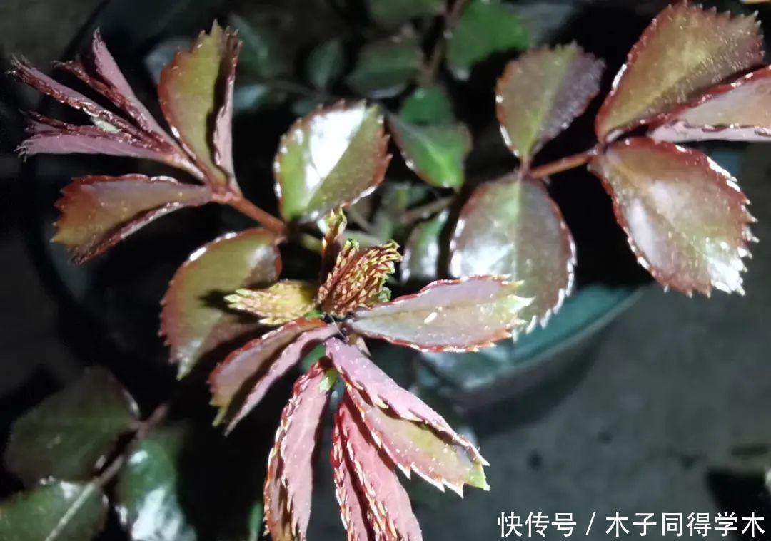 马上进入花期的花,10天一次肥,下个月就开花