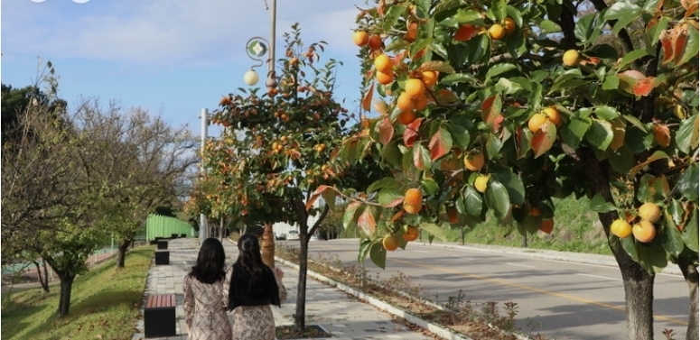 忠北岭东|橙色的忠北岭东——挂满柿子树林荫道