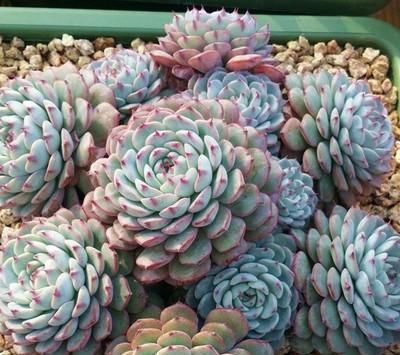 最厉害的养花营养液：给多肉植物喝一勺，新叶呼呼长，不比花肥差