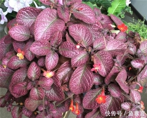 13种耐阴花卉，光照不足也能生长旺盛，开花茂密