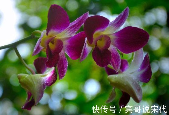 超漂亮的几款花卉,沾土就活,给点阳台就灿烂,好养易活