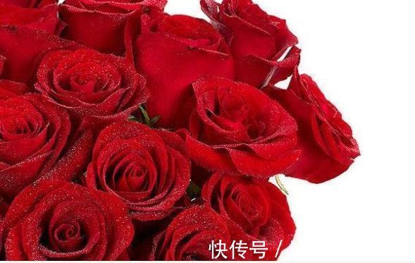 喜欢菊花,不如养盆“玫瑰精品”卡罗拉,花开红艳似火,美艳优雅