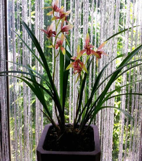 性价比最高的兰花，花色鲜红如鸡血，花香浓郁如香水，比绿萝好养