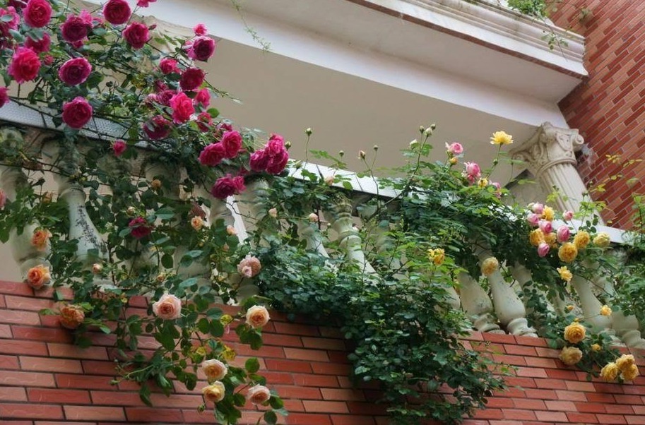 新手月季种植手册,修剪、病害防治等教程,种月季不再难