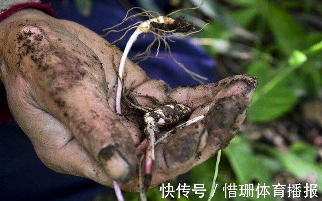 早泄|翻出清代“医圣”治阴阳两虚的方子,调和阴阳,男女皆宜!