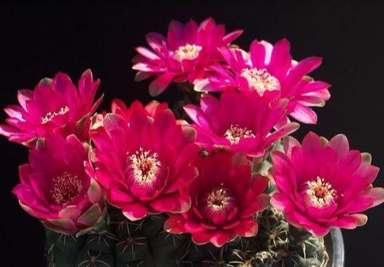 管理仙人球,三个季节的肥水供应很重要,肥水跟上了,开花不断